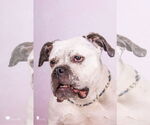 Small #10 American Bulldog Mix