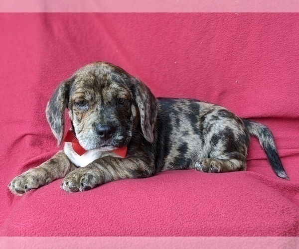 Medium Photo #4 Beabull Puppy For Sale in LINCOLN UNIV, PA, USA