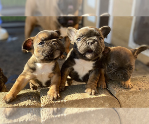 French Bulldog Puppy for sale in PORTLAND, OR, USA