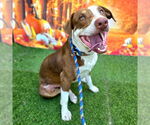 Small #1 American Pit Bull Terrier Mix
