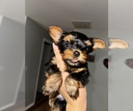 Small #4 Yorkshire Terrier