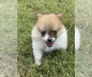Pomeranian Puppy for sale in GRAY, GA, USA