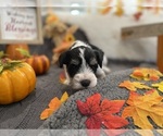Small Photo #5 Schnauzer (Miniature) Puppy For Sale in PORTLAND, OR, USA