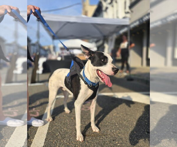 Medium Photo #2 Bullypit Puppy For Sale in Oakhurst, NJ, USA