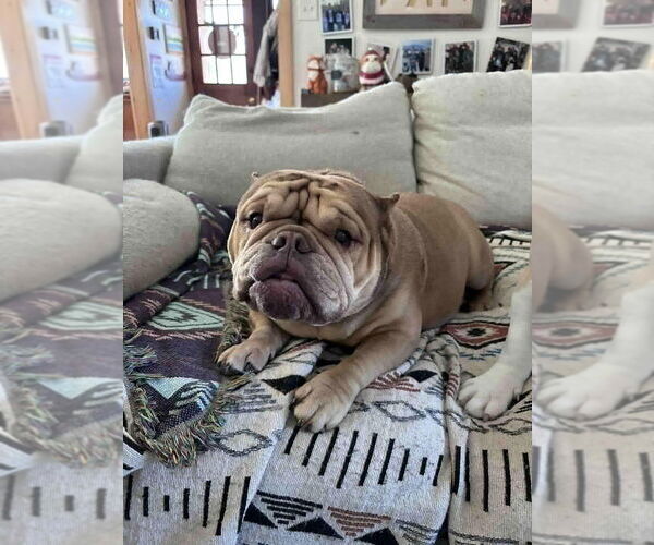 Medium Photo #7 French Bulldog-Unknown Mix Puppy For Sale in New York, NY, USA