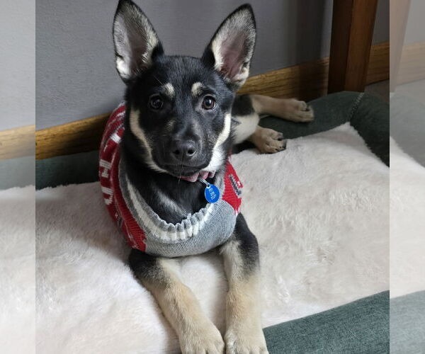 Medium Photo #4 Mutt Puppy For Sale in Fargo, ND, USA