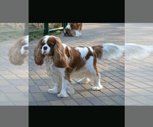 Father of the Cavalier King Charles Spaniel puppies born on 03/25/2022