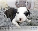 Small Photo #2 Sheepadoodle Puppy For Sale in CEDAR GAP, MO, USA