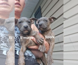 S'mores (Camping Litter) - Female American Staffordshire Terrier-Unknown Mix Dog for Adoption - Photo #3