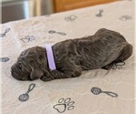 Small #1 Goldendoodle