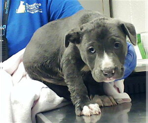 Mutt Dogs for adoption in Fayetteville, NC, USA