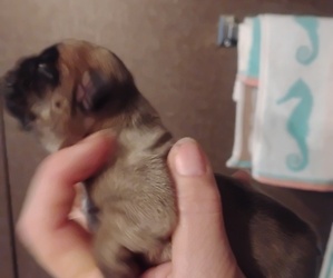 French Bulldog Puppy for Sale in NEW WAVERLY, Texas USA