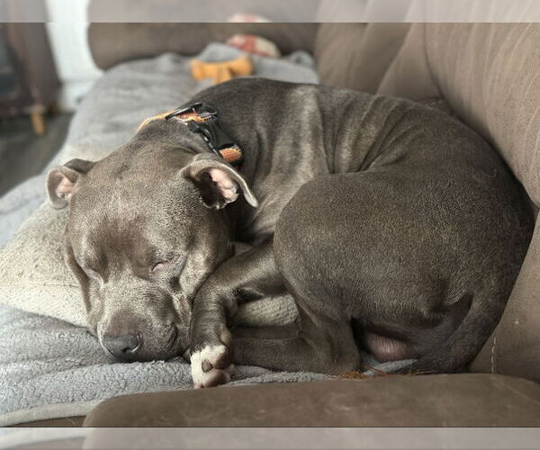 Medium Photo #3 American Pit Bull Terrier-American Staffordshire Terrier Mix Puppy For Sale in San Diego, CA, USA