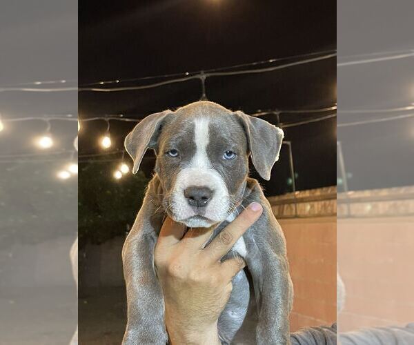 Medium Photo #3 American Bully Puppy For Sale in POMONA, CA, USA