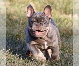 French Bulldog Puppy for sale in FREDERICKSBURG, OH, USA