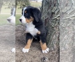 Puppy 3 Bernese Mountain Dog