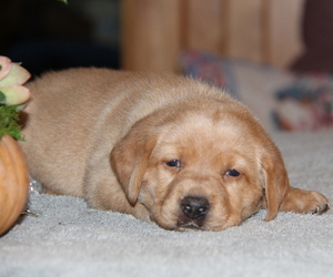 Medium Labrador Retriever