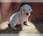 Small #3 American Pit Bull Terrier-Labrador Retriever Mix
