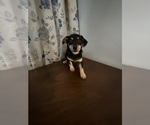 Small #41 Chihuahua