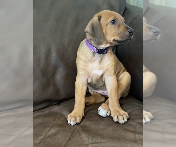 Medium Photo #45 Rhodesian Ridgeback Puppy For Sale in KELLER, TX, USA