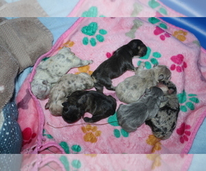 French Bulldog Puppy for Sale in SPRING, Texas USA