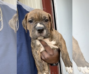 American Pit Bull Terrier-Cane Corso Mix Puppy for sale in NEWPORT NEWS, VA, USA