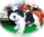 Small Photo #1 ShihPoo-Unknown Mix Puppy For Sale in HAMMOND, IN, USA