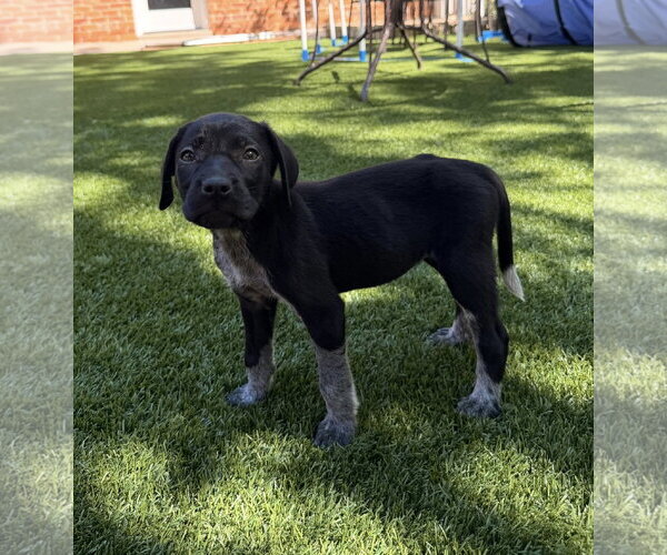 Medium Photo #3 German Shorthaired Pointer-Unknown Mix Puppy For Sale in Greenville, SC, USA