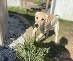 Puppy Gray English Cream Golden Retriever-Golden Labrador Mix