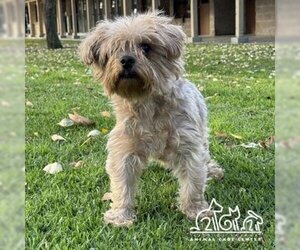 Silky Terrier-Unknown Mix Dogs for adoption in Irvine, CA, USA