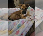 Small #3 American Pit Bull Terrier-Black Mouth Cur Mix