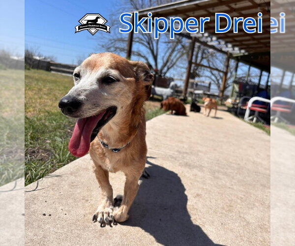 Medium Photo #3 Chiweenie Puppy For Sale in San Antonio, TX, USA