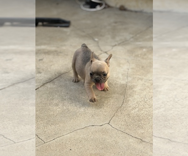 Medium Photo #2 French Bulldog Puppy For Sale in PITTSBURG, CA, USA