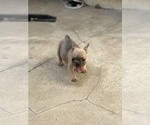 Small #1 French Bulldog