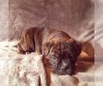 Small Photo #6 Olde English Bulldogge Puppy For Sale in KANSAS CITY, MO, USA