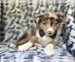 Small #4 Miniature Australian Shepherd