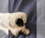 Small Photo #3 Australian Cattle Dog-Poodle (Miniature) Mix Puppy For Sale in NEWPORT BEACH, CA, USA