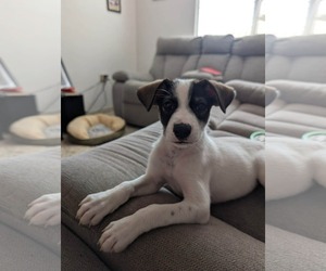 Jack Russell Terrier-Unknown Mix Dogs for adoption in NYC, NY, USA
