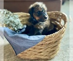 Puppy 6 Bernedoodle