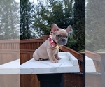 Small Photo #1 French Bulldog Puppy For Sale in BAKERVIEW, WA, USA
