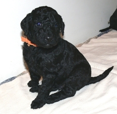 Poodle (Standard) Puppy for sale in WINDSOR, CT, USA