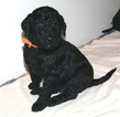 Small Photo #1 Poodle (Standard) Puppy For Sale in WINDSOR, CT, USA