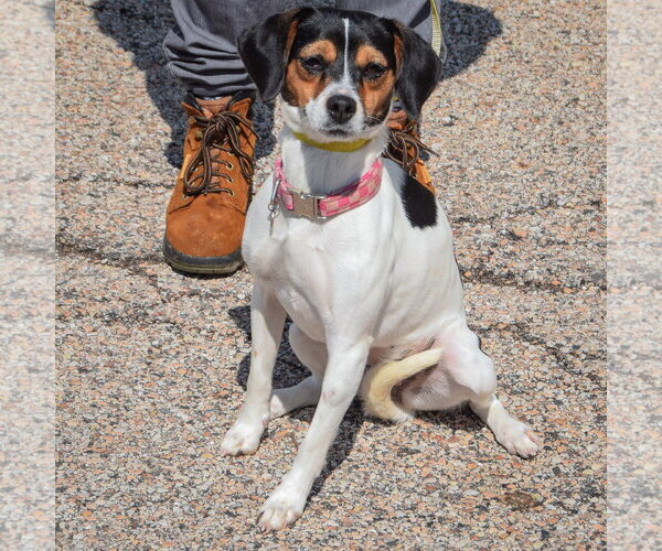 Medium Photo #3 Raggle Puppy For Sale in Huntley, IL, USA