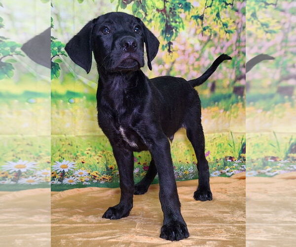 Medium Photo #1 Labrador Retriever-Unknown Mix Puppy For Sale in Wetumpka, AL, USA