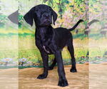 Small Labrador Retriever Mix