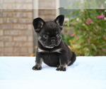 Small Photo #5 French Bulldog Puppy For Sale in DECATUR, GA, USA