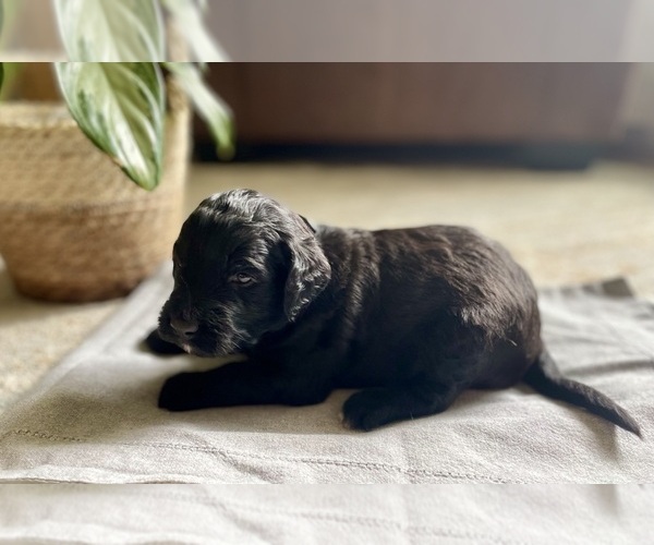 Medium Photo #1 Goldendoodle Puppy For Sale in BUFFALO, MO, USA