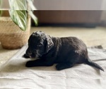 Puppy Alan Goldendoodle