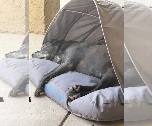 Medium Photo #3 Chinese Shar-Pei-Labrador Retriever Mix Puppy For Sale in Chandler, AZ, USA