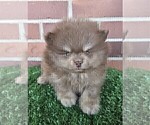 Small #18 Pomeranian